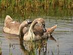 Cygne tuberculé