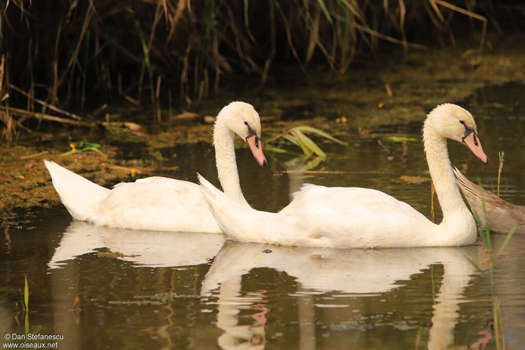 Cygne tuberculéimmature, nage