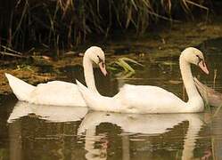 Cygne tuberculé