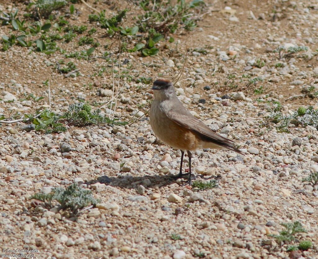 Cinnamon-bellied Ground Tyrantadult