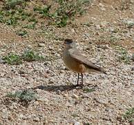 Cinnamon-bellied Ground Tyrant