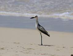 Crab-plover