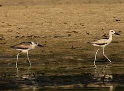 Crab-plover