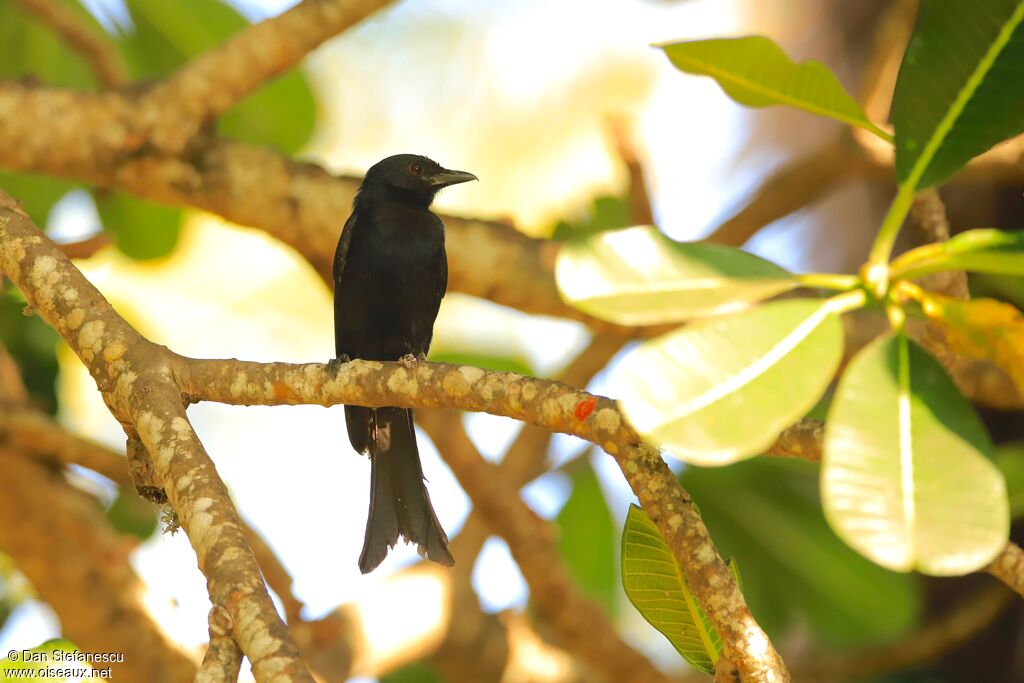 Drongo brillantadulte