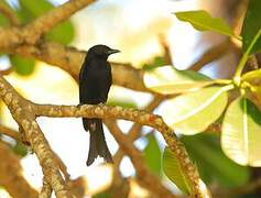 Fork-tailed Drongo