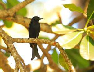 Drongo brillant