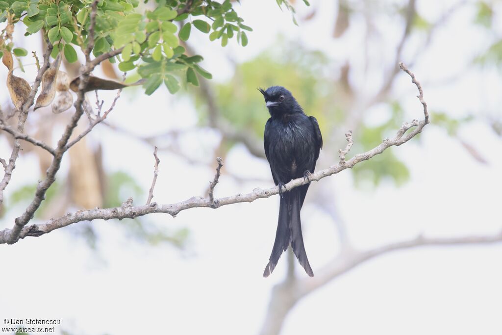 Drongo malgache