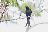Drongo malgache