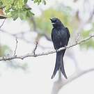 Drongo malgache