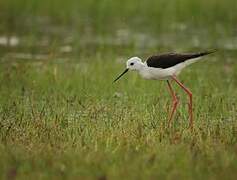 Black-winged Stilt