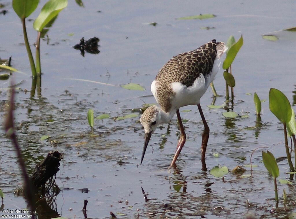 Black-winged Stiltjuvenile, eats