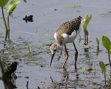 Black-winged Stilt