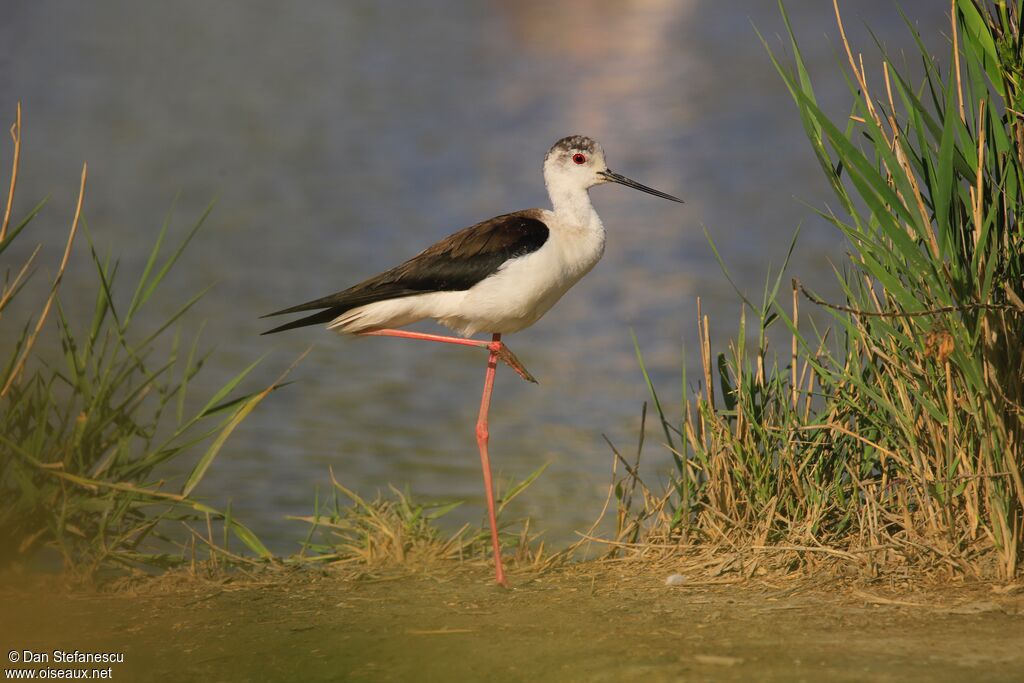 Black-winged Stilt female adult