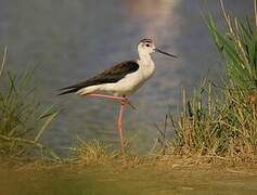 Black-winged Stilt