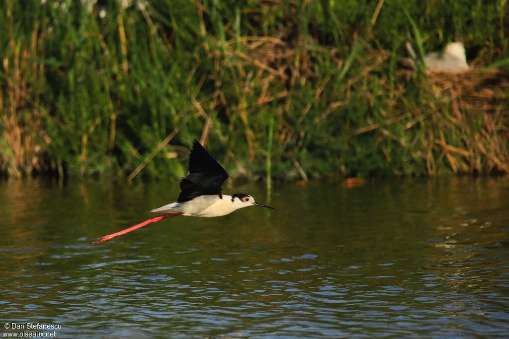 Black-winged Stiltadult, Flight