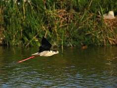 Black-winged Stilt