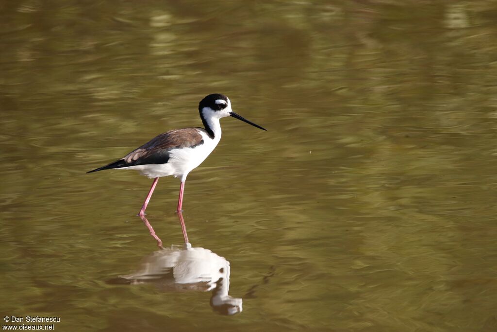 Black-necked Stiltadult