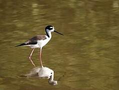 Black-necked Stilt