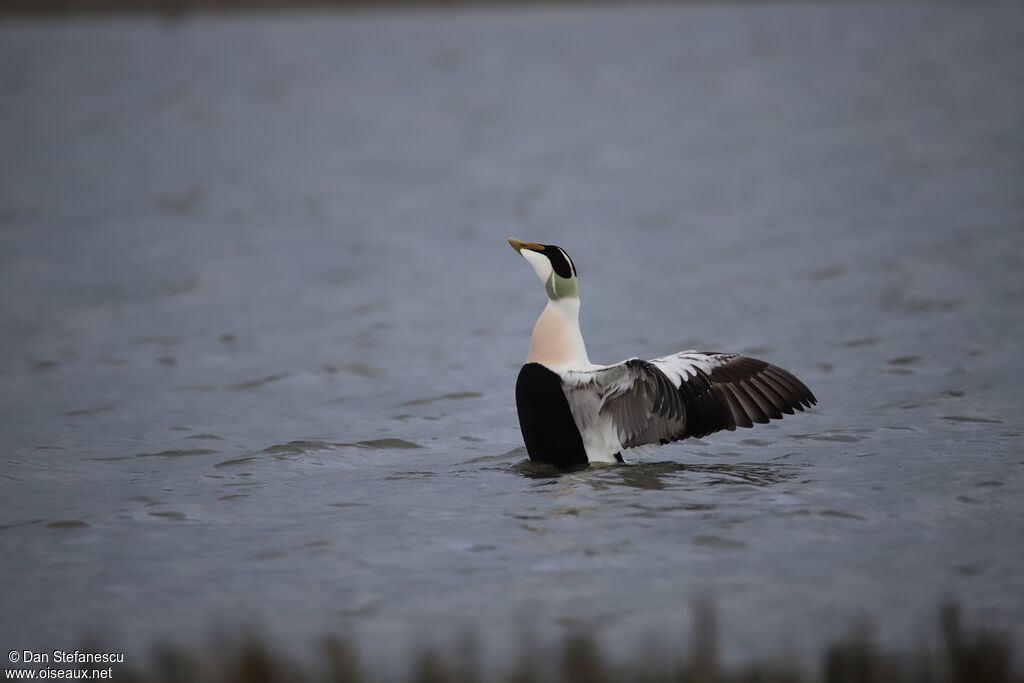 Eider à duvetadulte nuptial