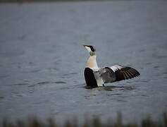 Common Eider