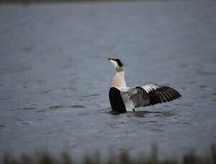 Eider à duvet