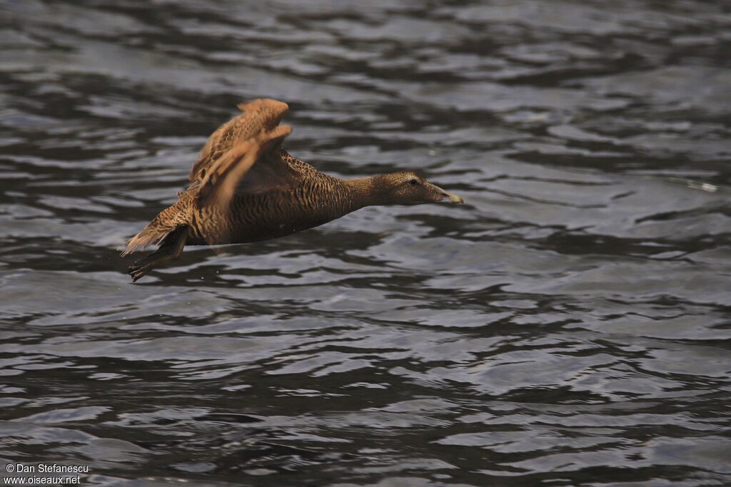 Common Eider female adult, Flight