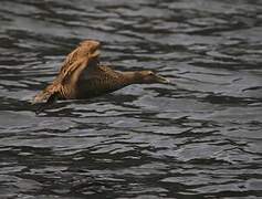 Common Eider