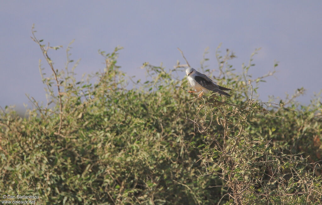 Black-winged Kiteadult