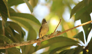 Yellow-bellied Elaenia