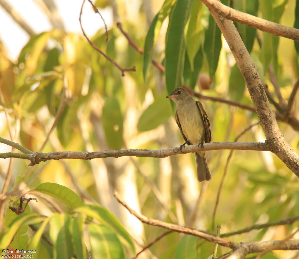 Caribbean Elaeniaadult