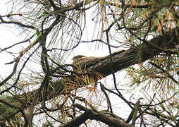 European Nightjar
