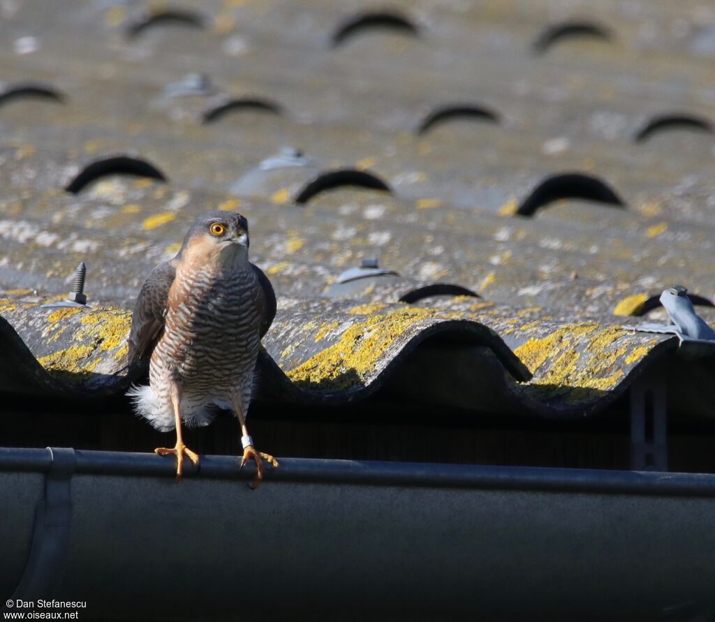 Eurasian Sparrowhawk male adult