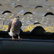 Eurasian Sparrowhawk