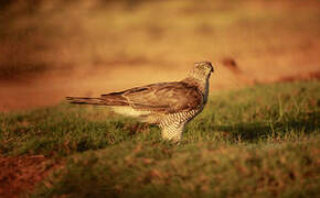 Eurasian Sparrowhawk