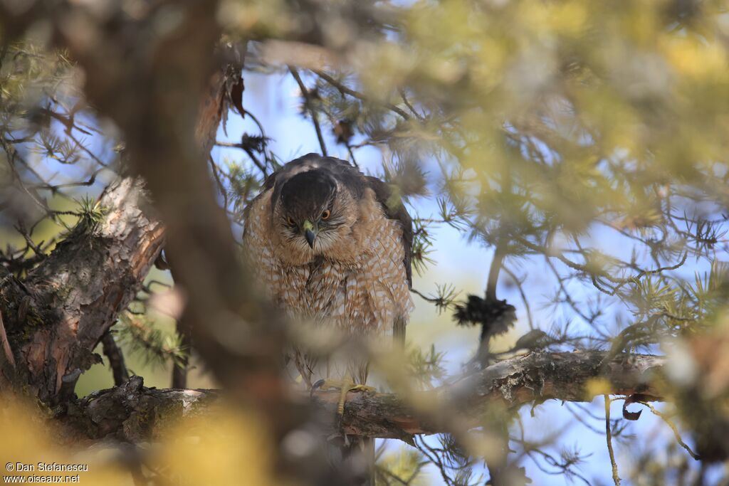 Épervier de Cooperadulte