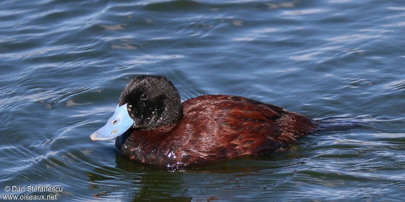 Andean Duck male, swimming