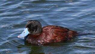 Andean Duck