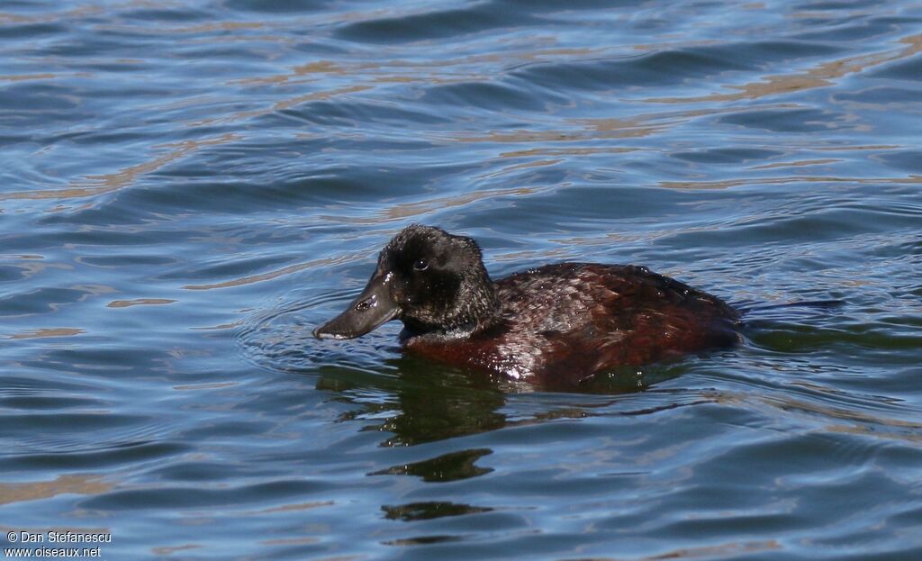 Andean Duck female, swimming