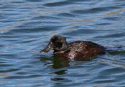 Andean Duck