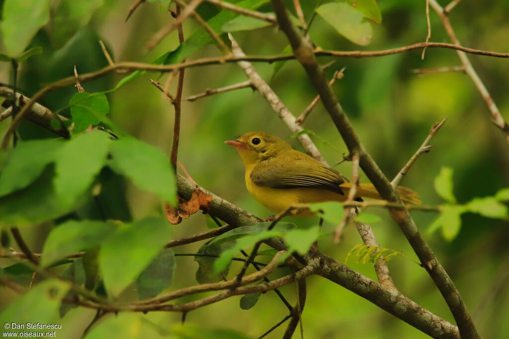 Little Yellow Flycatcheradult