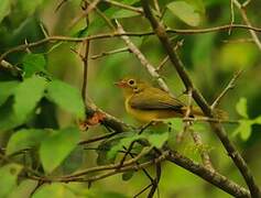 Little Yellow Flycatcher