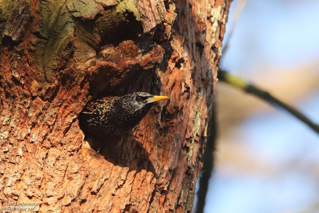 Common Starling male adult breeding, Reproduction-nesting
