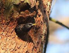 Common Starling