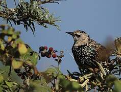 Common Starling