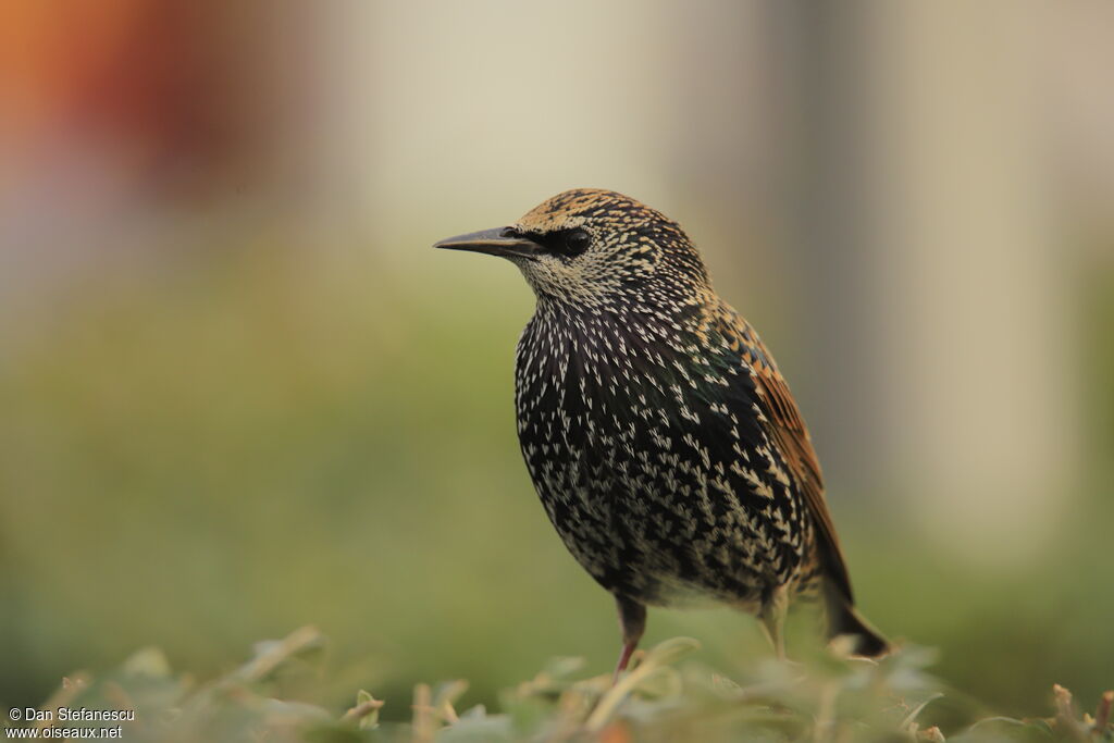 Common Starlingadult post breeding