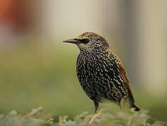 Common Starling