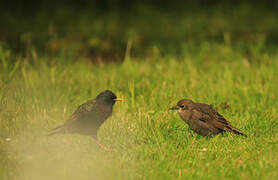 Common Starling