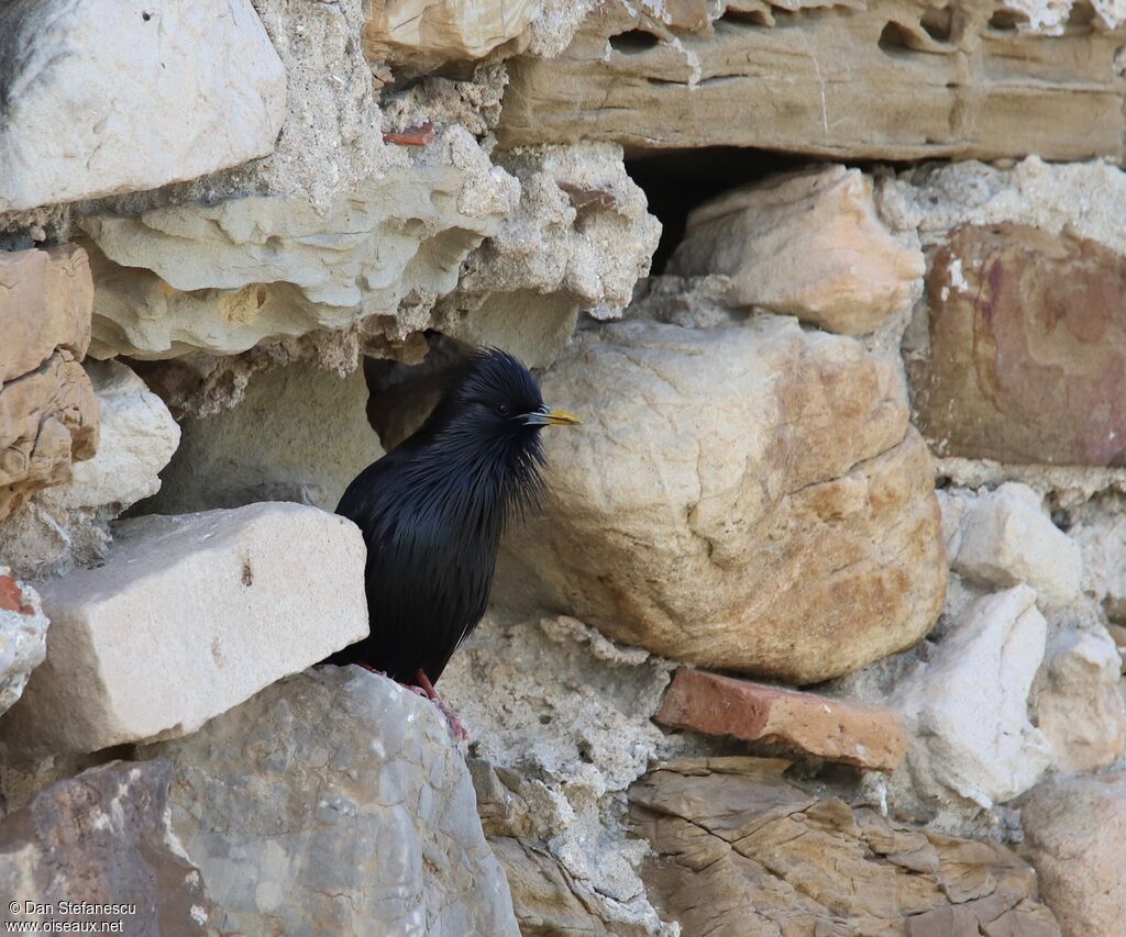 Spotless Starlingadult, Reproduction-nesting