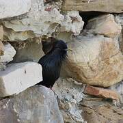 Spotless Starling