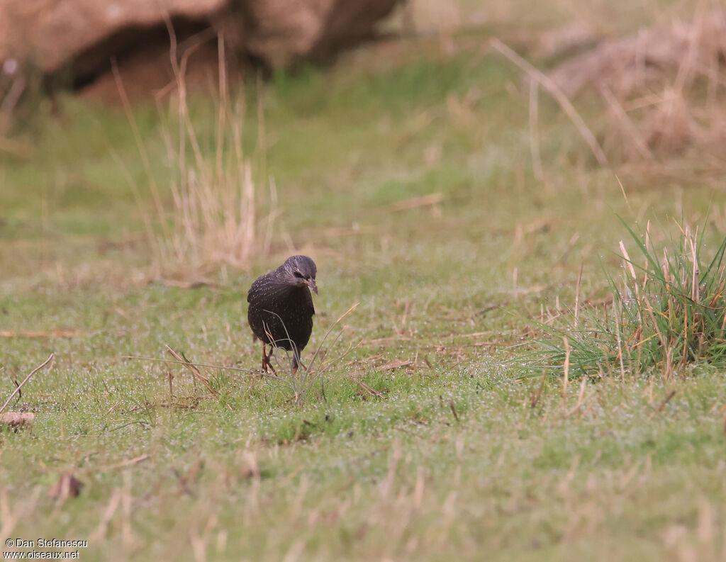Étourneau unicolore